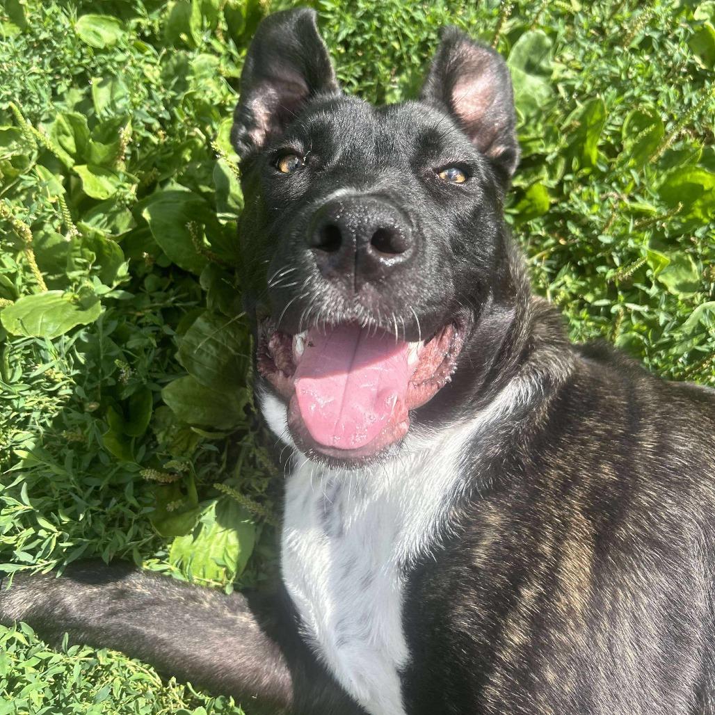 Brandy, a Adoptable Mixed Breed in Chesapeake, VA image 1/6