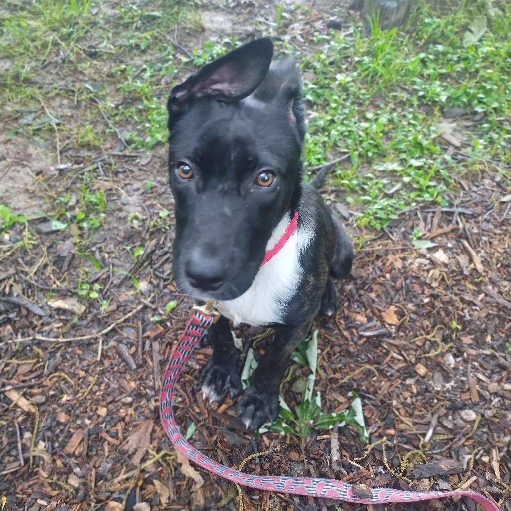 Brandy, a Adoptable Mixed Breed in Chesapeake, VA image 2/6