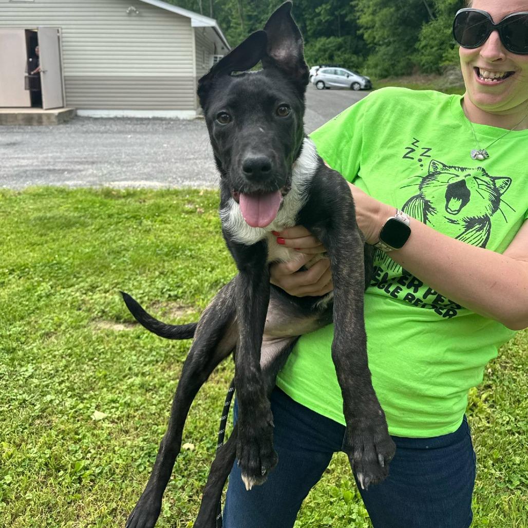 Brandy, a Adoptable Mixed Breed in Chesapeake, VA image 3/6