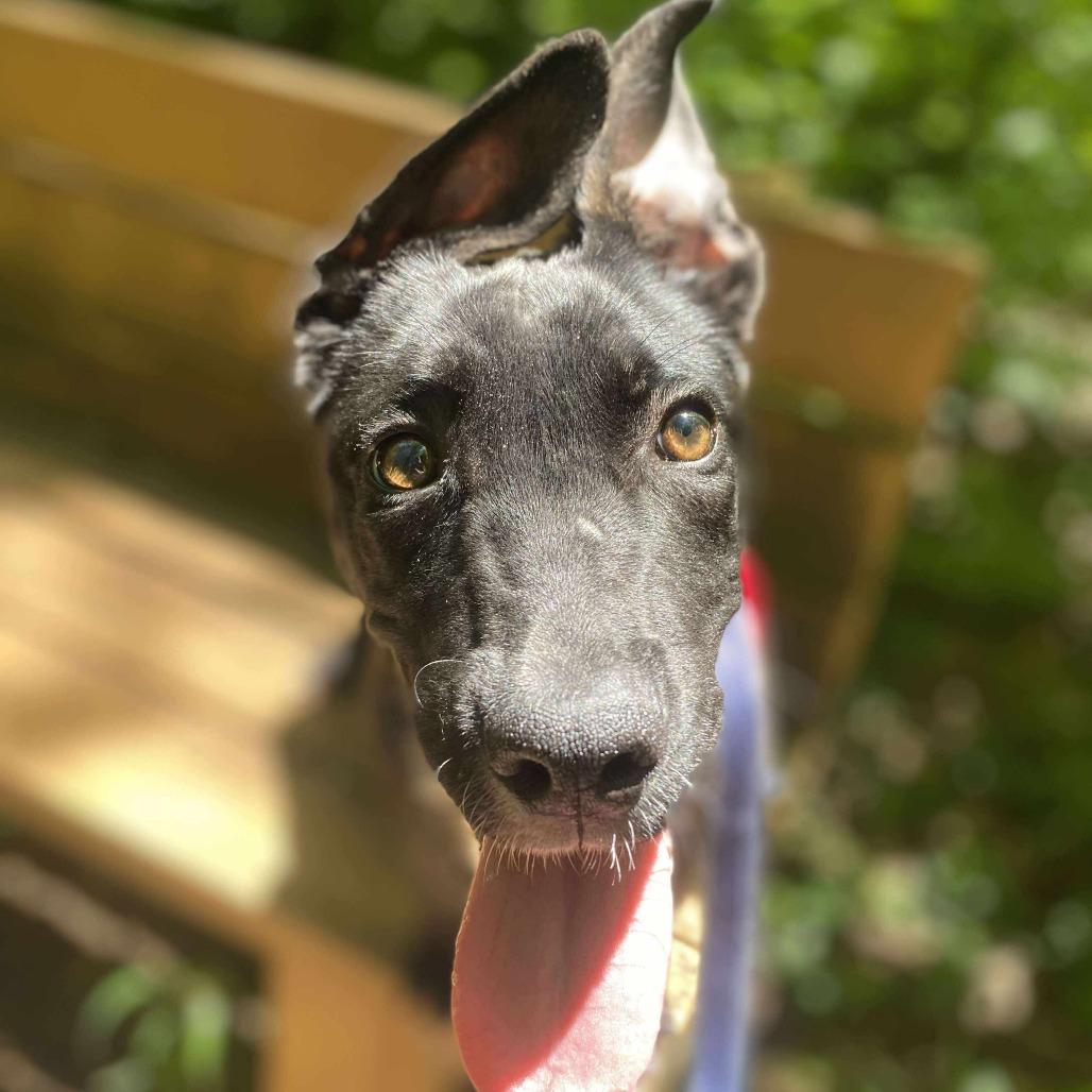 Brandy, a Adoptable Mixed Breed in Chesapeake, VA image 4/6