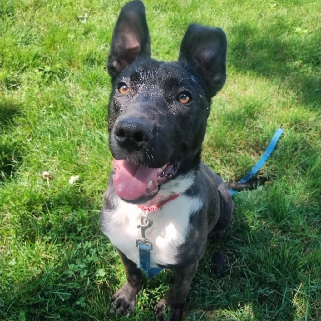 Brandy, a Adoptable Mixed Breed in Chesapeake, VA image 5/6