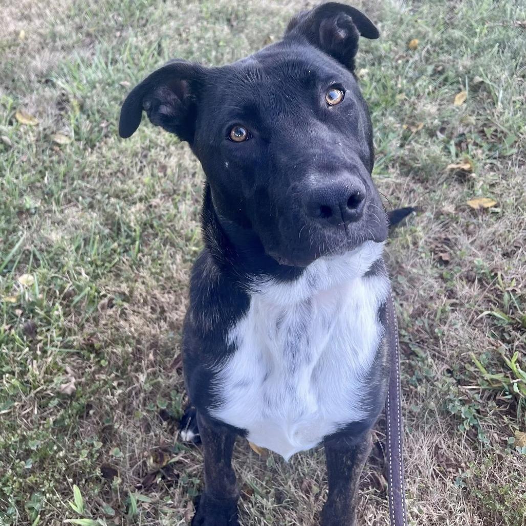 Brandy, a Adoptable Mixed Breed in Chesapeake, VA image 6/6