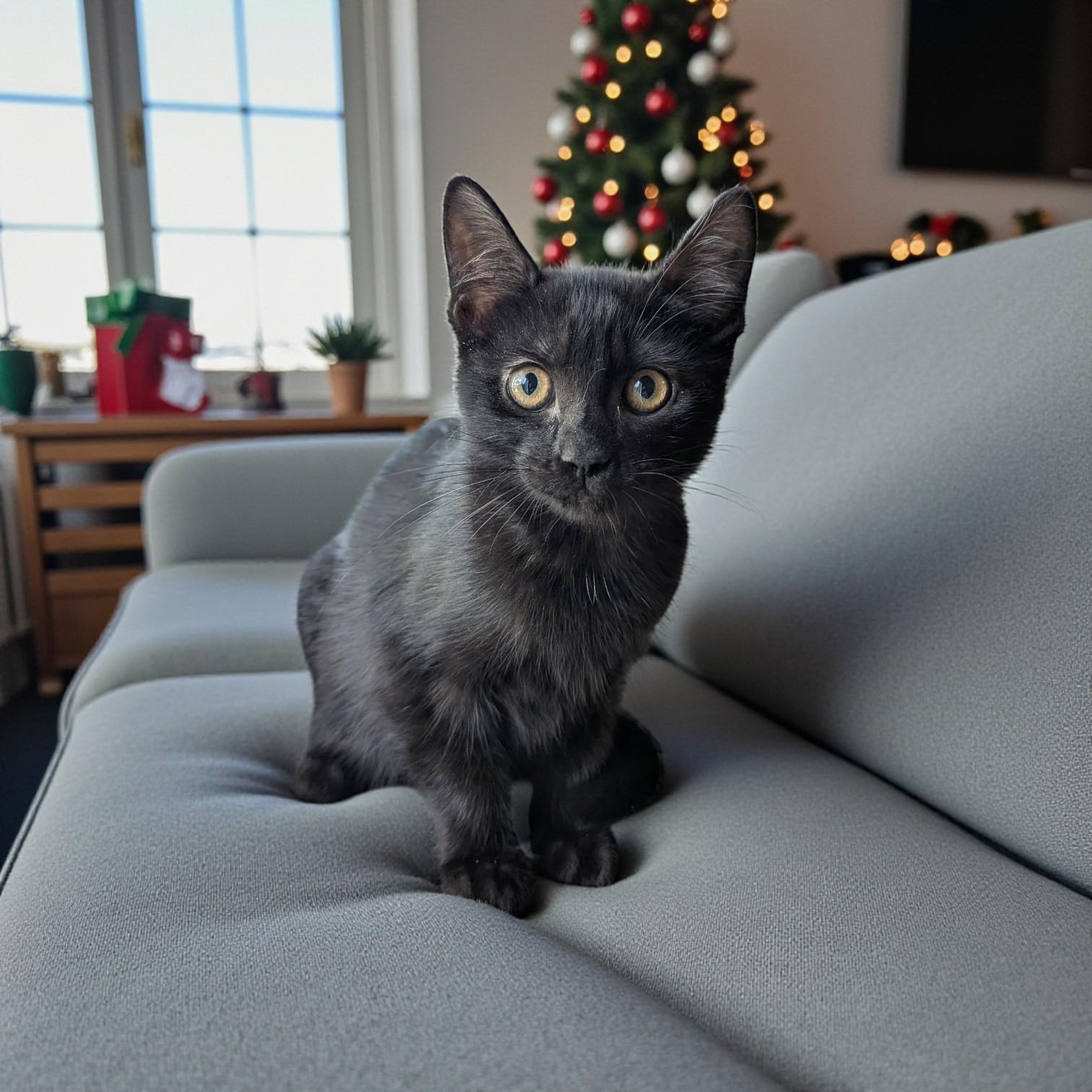 Enlarge Midnight, a Adoptable mixed breed in Effingham, IL image 2/6