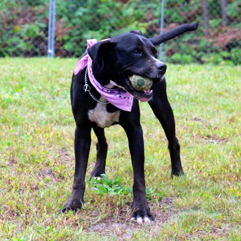 Luna, a Adoptable Mixed Breed in Cheboygan, MI image 2/6