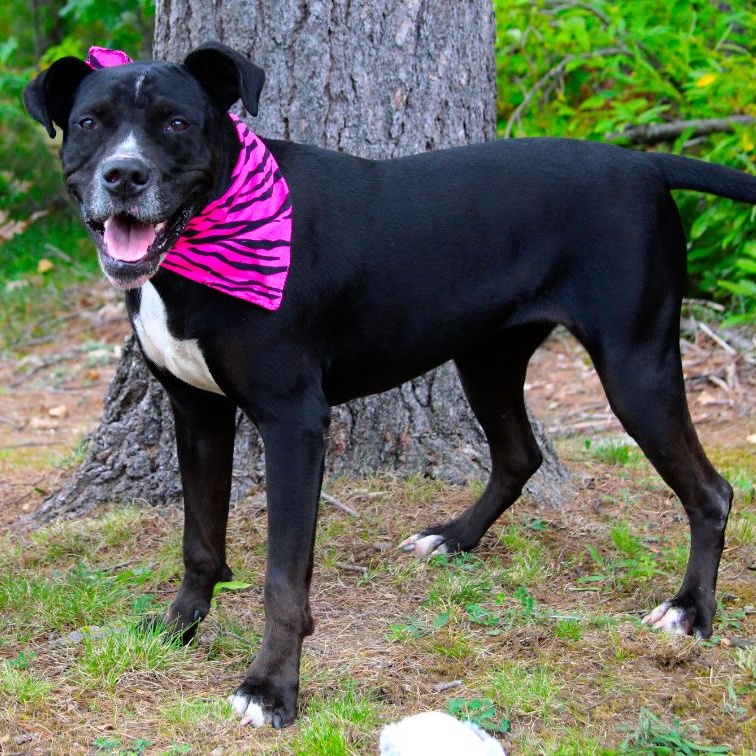 Luna, Adoptable, Adult Female Mixed Breed.