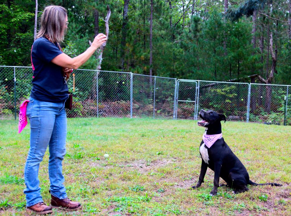 Luna, a Adoptable Mixed Breed in Cheboygan, MI image 4/6