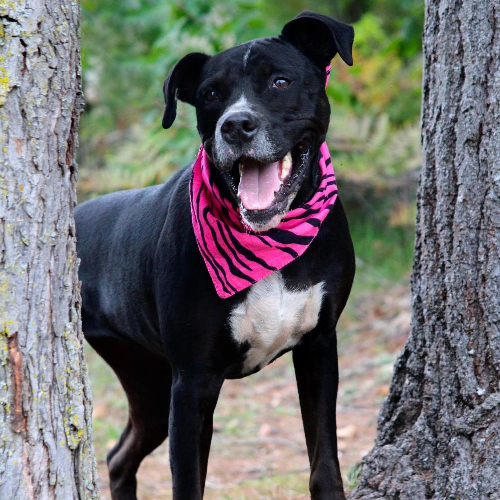 Luna, a Adoptable Mixed Breed in Cheboygan, MI image 5/6