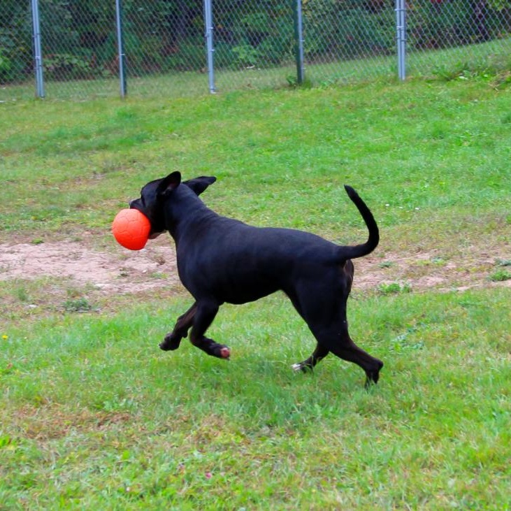 Luna, a Adoptable Mixed Breed in Cheboygan, MI image 6/6