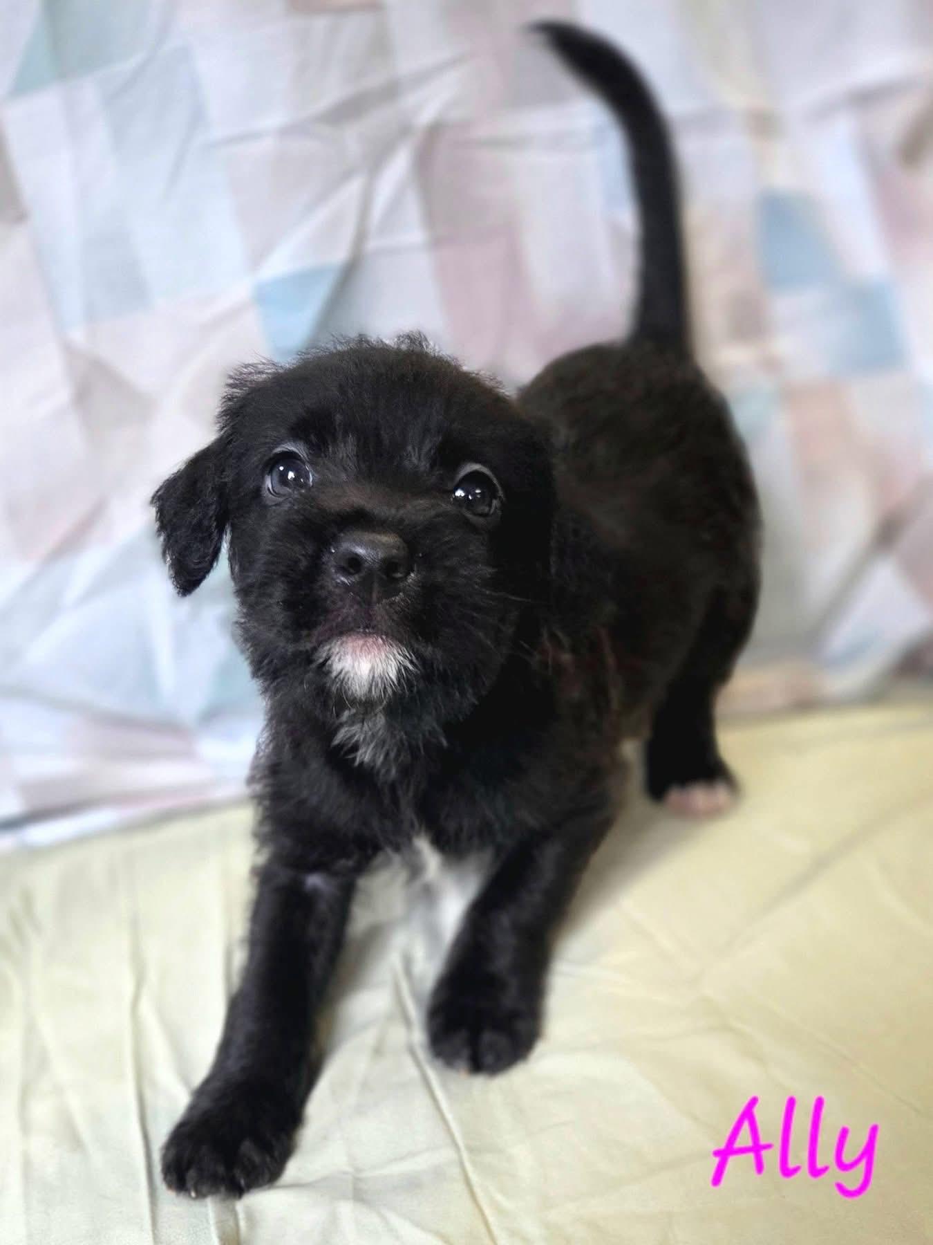 Ally - Perfect Match Litter, ADOPTABLE, Puppy Female Poodle & Retriever.