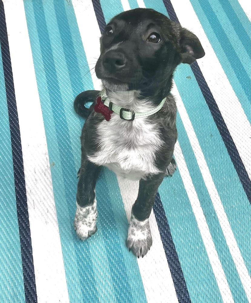 Coco Preschool, a Adoptable mixed breed in Boston, MA image 1/6