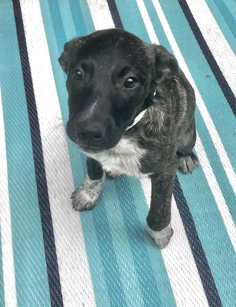Coco Preschool, a Adoptable mixed breed in Boston, MA image 2/6