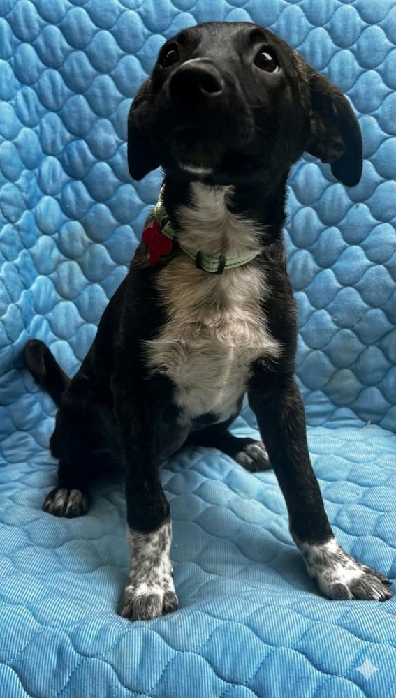Coco Preschool, a Adoptable mixed breed in Boston, MA image 3/6