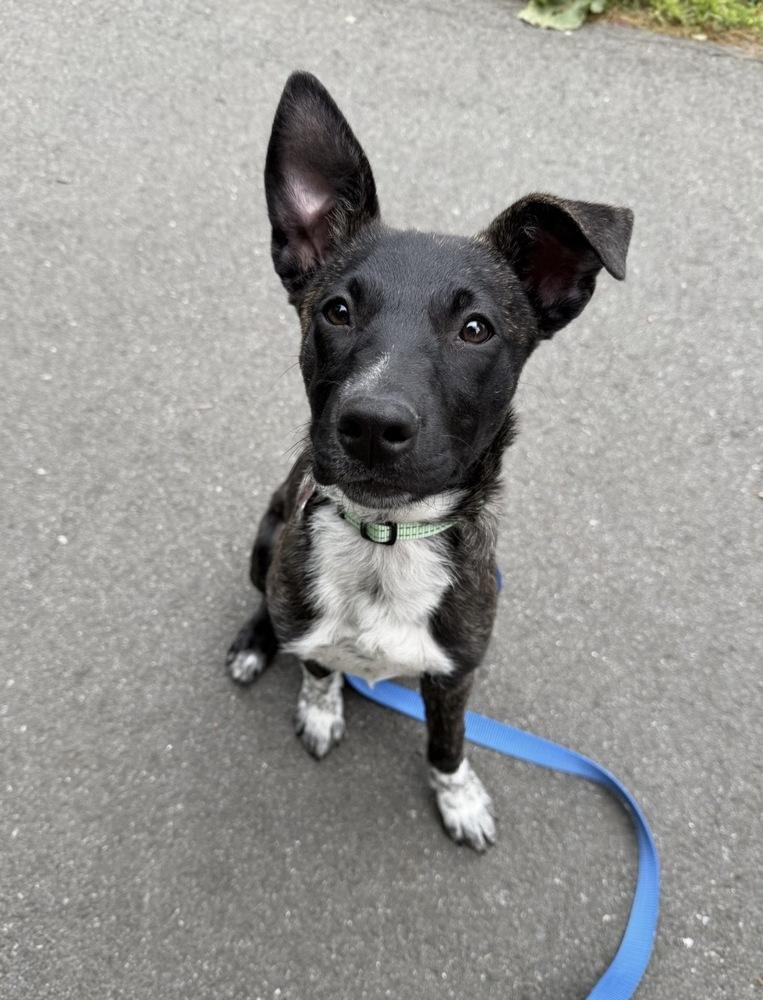 Coco Preschool, a Adoptable mixed breed in Boston, MA image 4/6