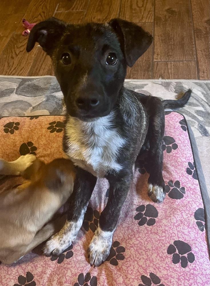 Coco Preschool, a Adoptable mixed breed in Boston, MA image 5/6