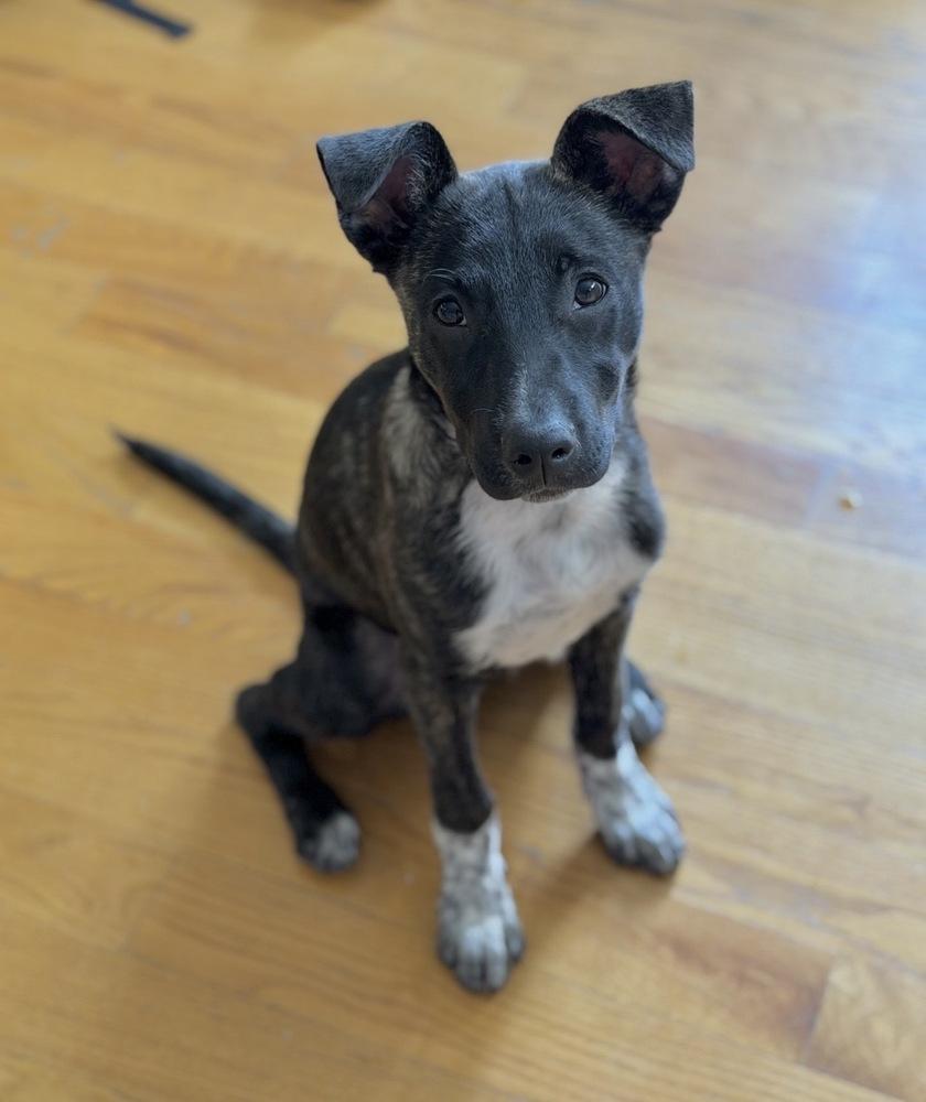 Coco Preschool, a Adoptable mixed breed in Boston, MA image 6/6