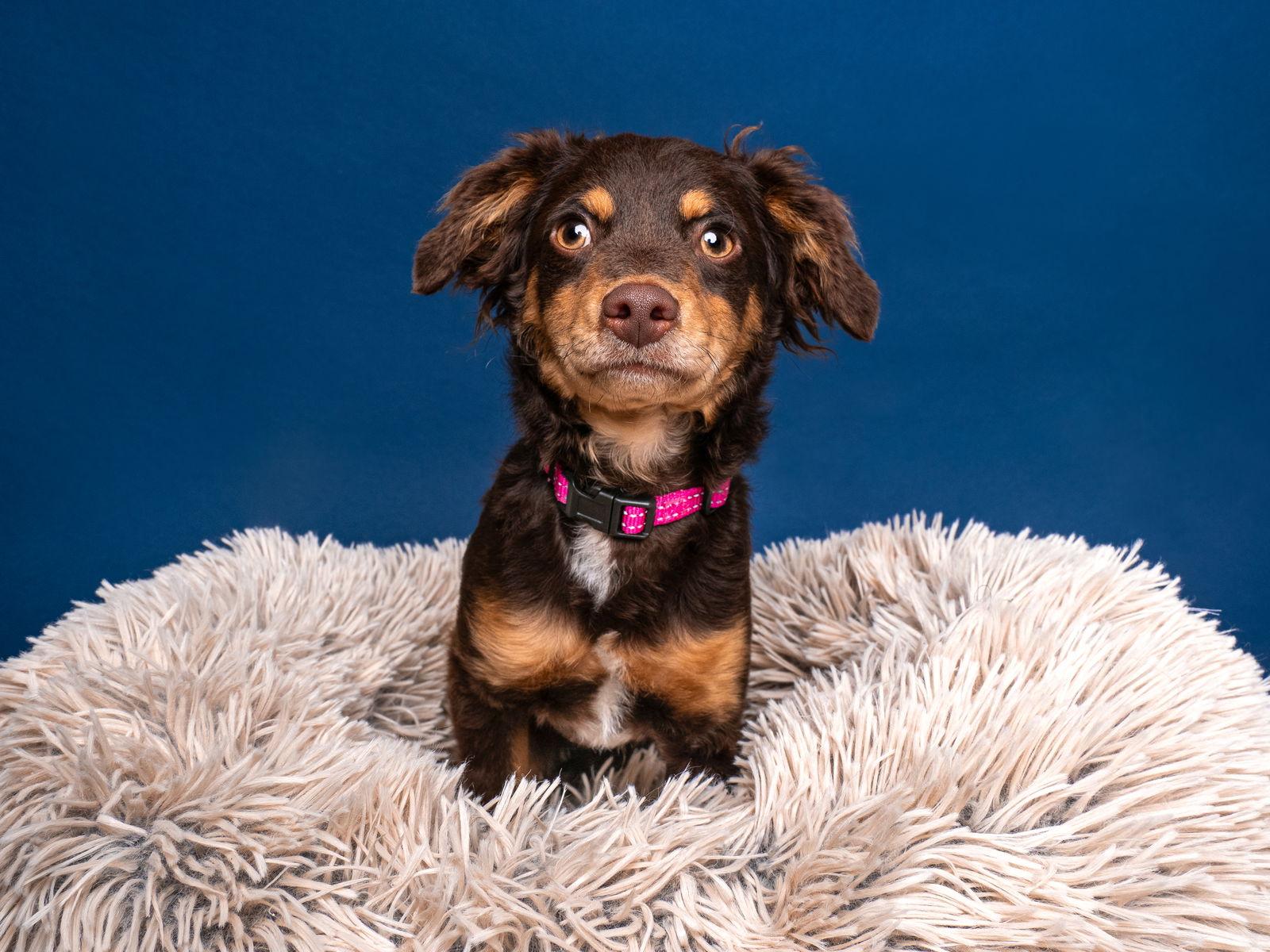 Enlarge Dreamcatcher, a Adoptable Dachshund in Palo Alto, CA image 2/3