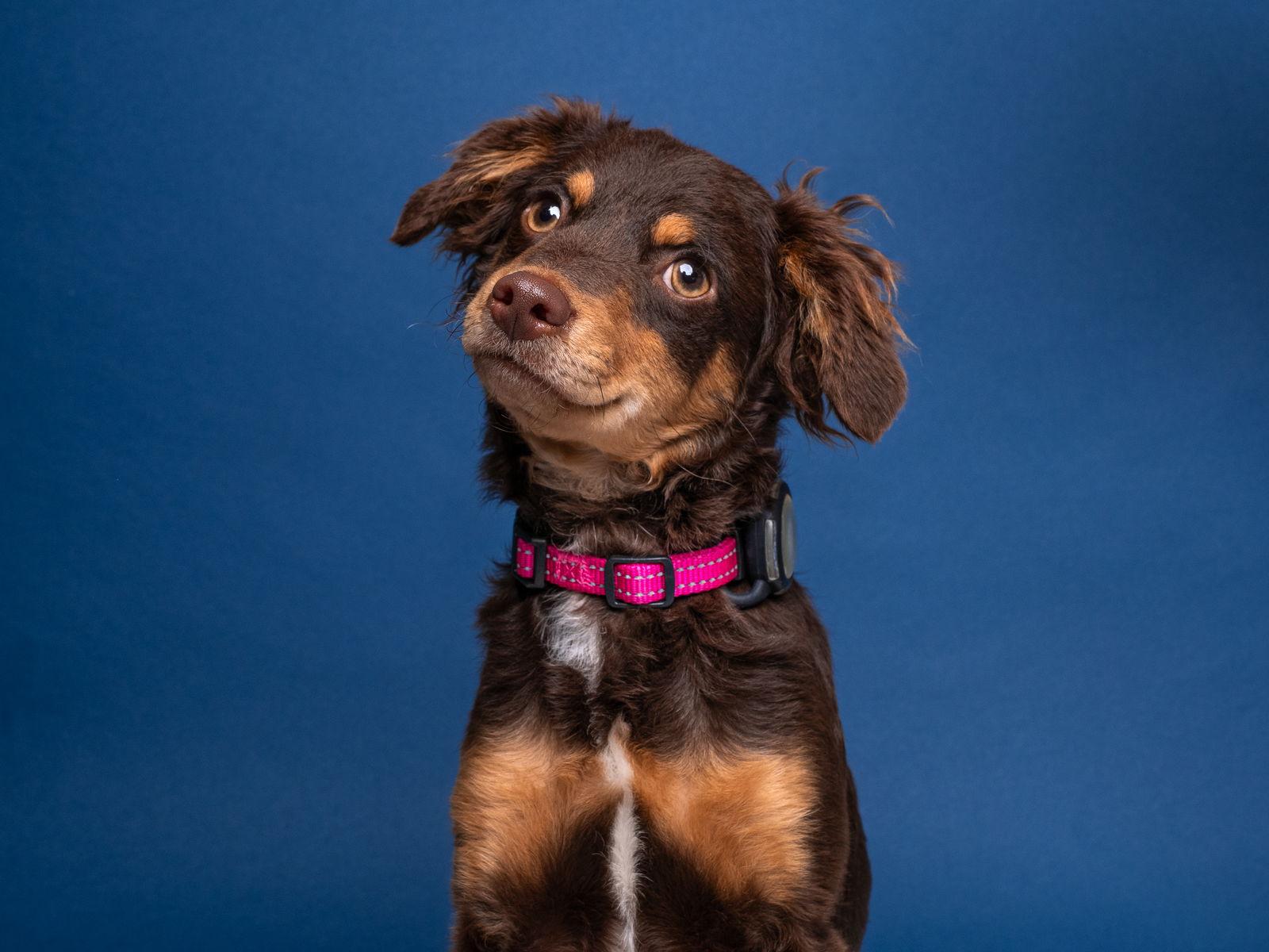 Enlarge Dreamcatcher, a Adoptable Dachshund in Palo Alto, CA image 3/3