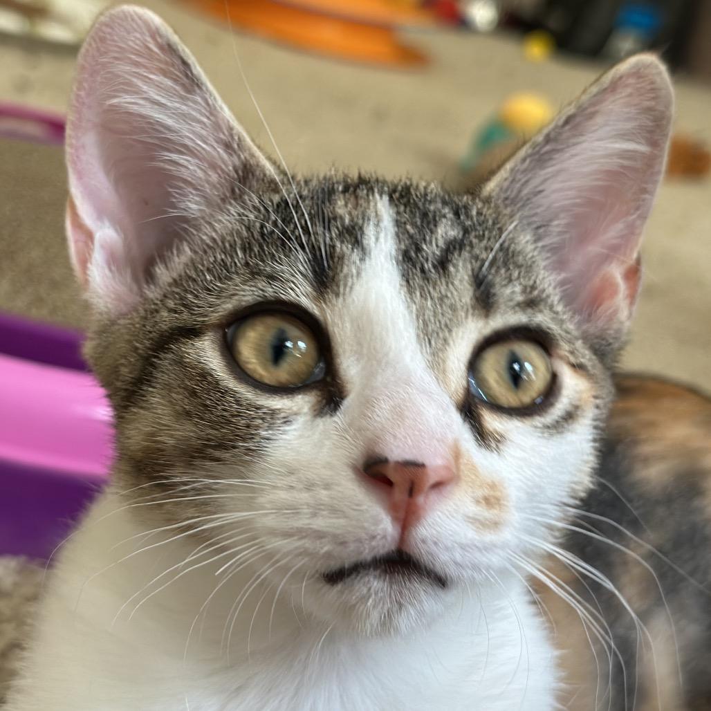 Lylla (adopt with Rocky), Adoptable, Kitten Female Domestic Short Hair.