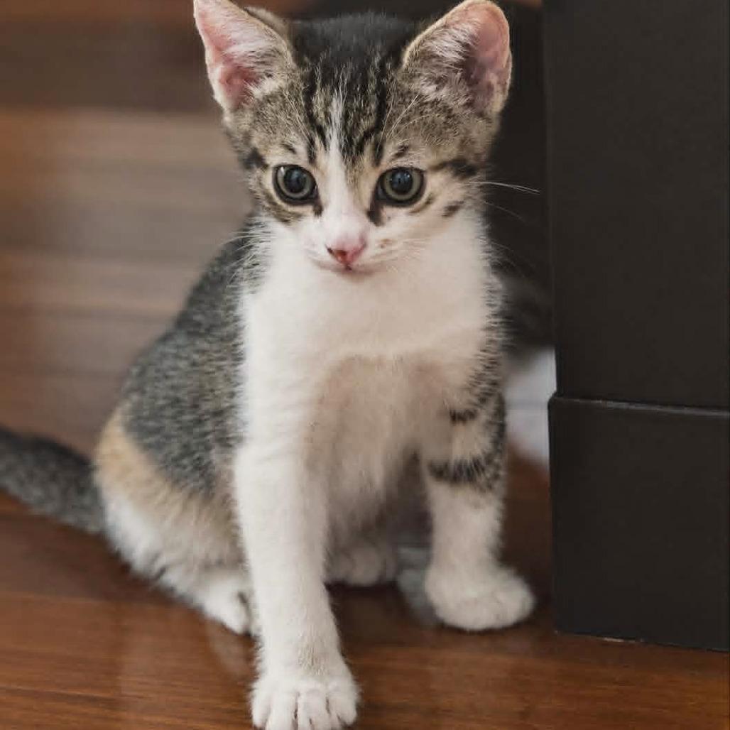 Lylla (adopt with Rocky), Adoptable, Kitten Female Domestic Short Hair.