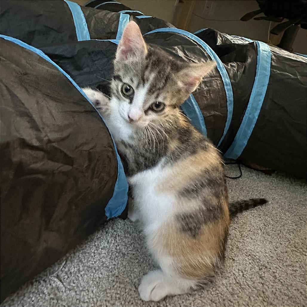 Lylla (adopt with Rocky), a Adoptable Domestic Short Hair in Fayetteville, GA image 2/3