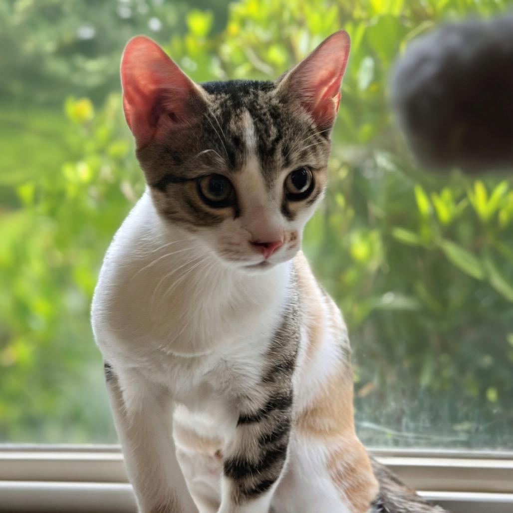 Lylla (adopt with Rocky), a Adoptable Domestic Short Hair in Fayetteville, GA image 4/6