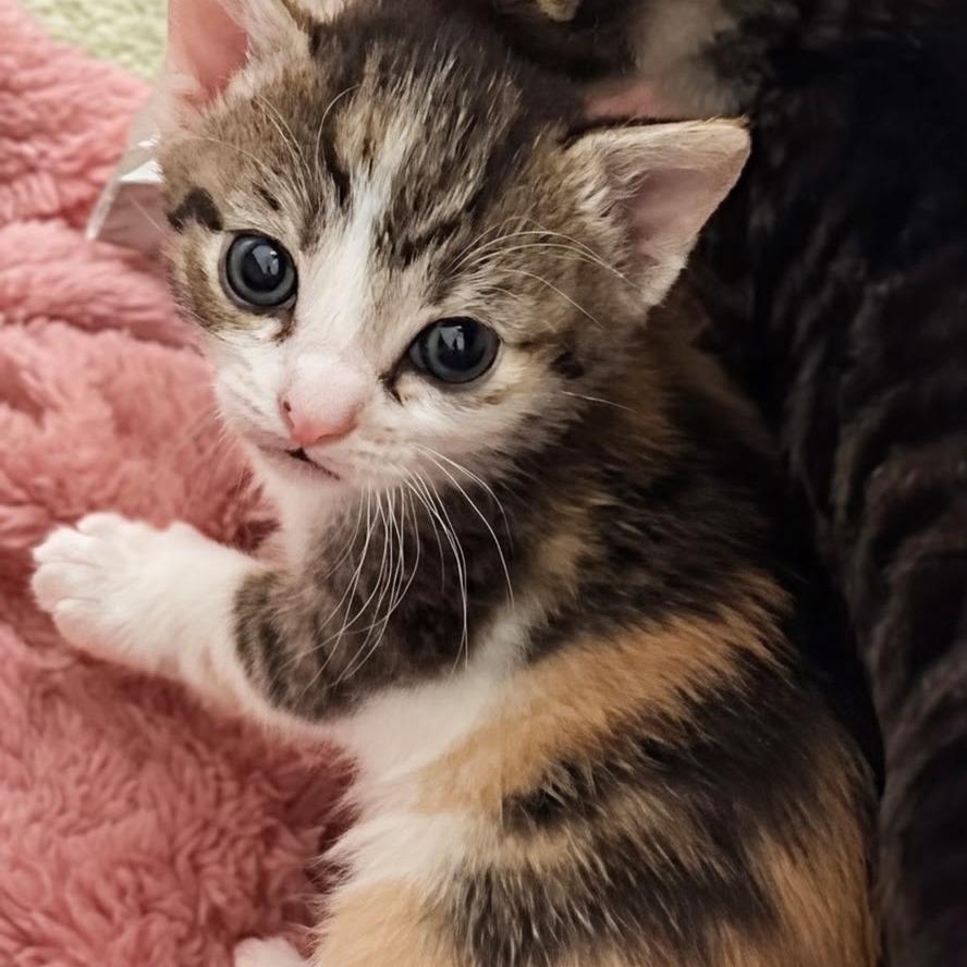 Lylla (adopt with Rocky), a Adoptable Domestic Short Hair in Fayetteville, GA image 3/3