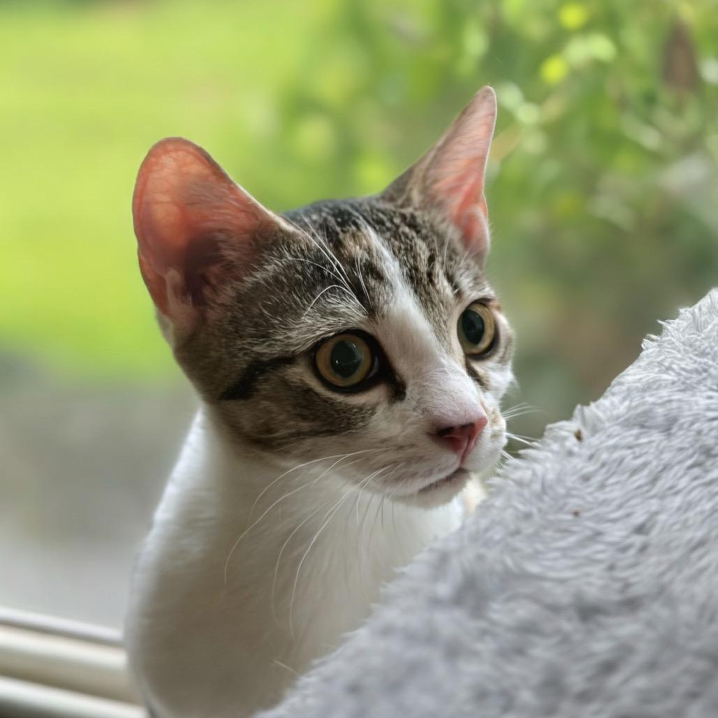 Lylla (adopt with Rocky), a Adoptable Domestic Short Hair in Fayetteville, GA image 6/6
