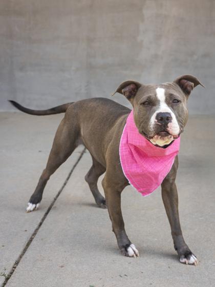 Lulu, Adoptable, Adult Female Mixed Breed & Mixed Breed.