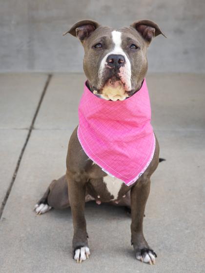Enlarge Lulu, a Adoptable mixed breed in Longmont, CO image 2/3