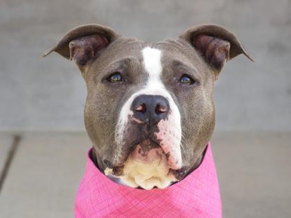 Enlarge Lulu, a Adoptable mixed breed in Longmont, CO image 3/3
