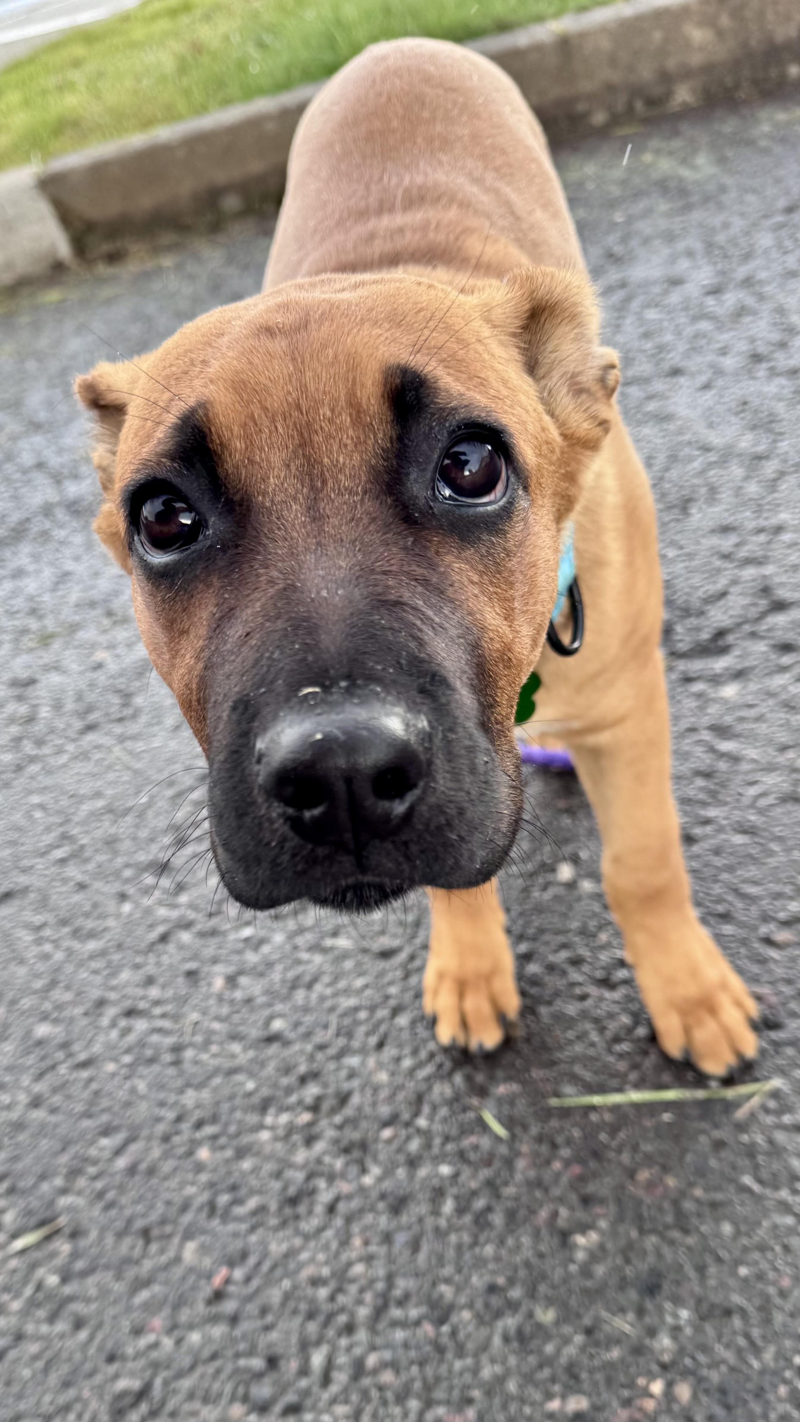 Valiente, a Adoptable mixed breed in Vancouver, WA image 5/6