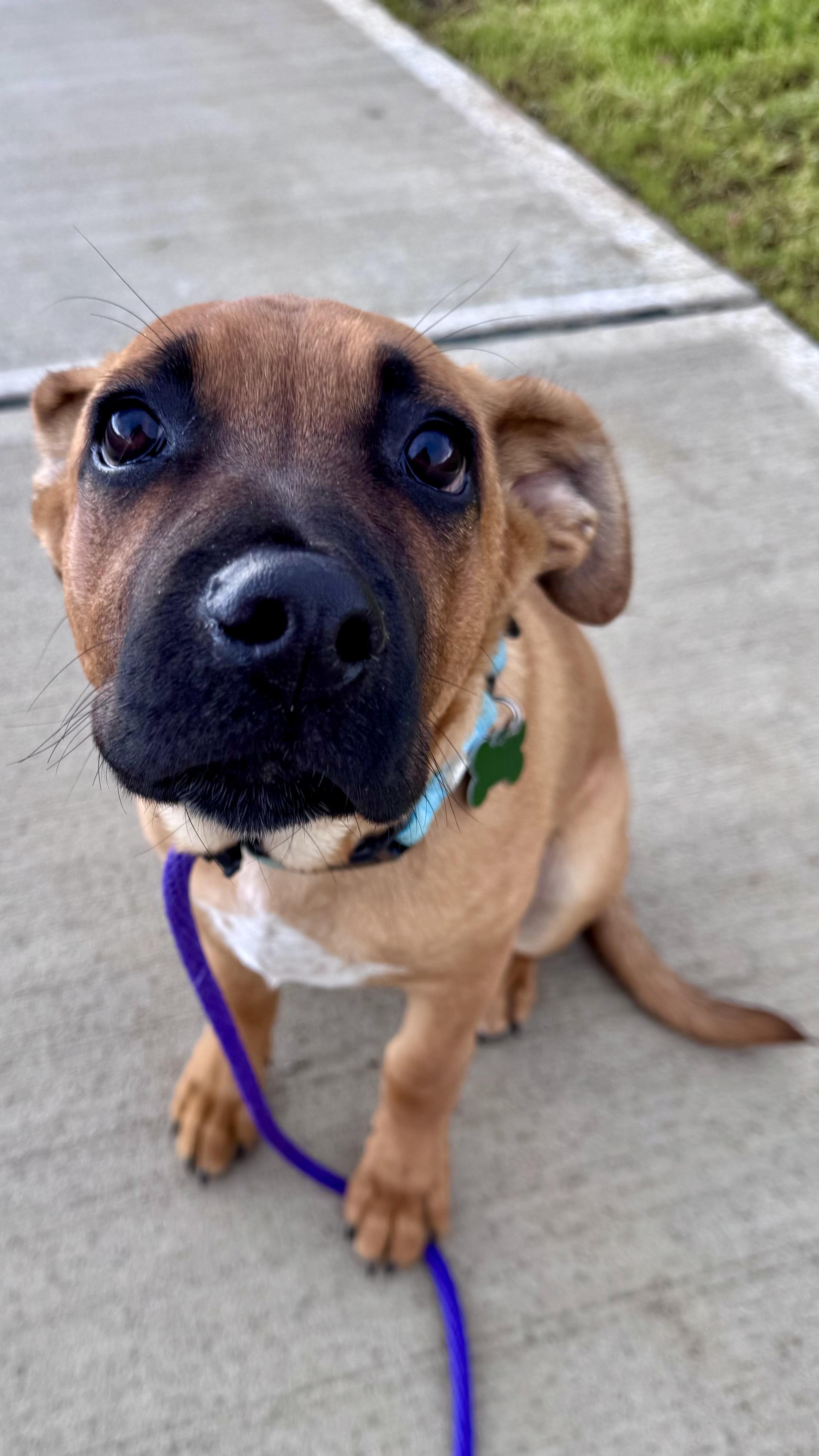 Valiente, a Adoptable mixed breed in Vancouver, WA image 3/6