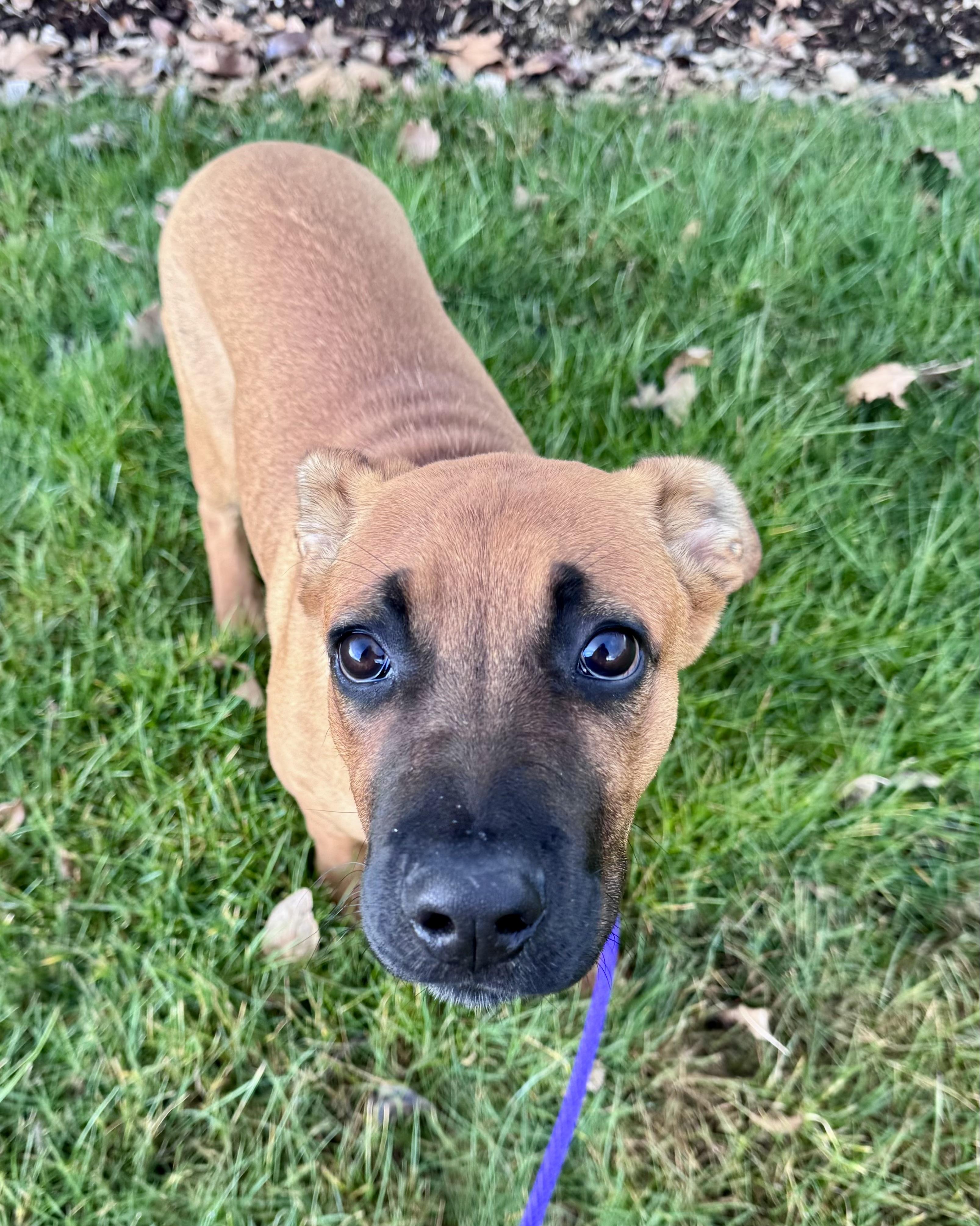 Valiente, a Adoptable mixed breed in Vancouver, WA image 1/6