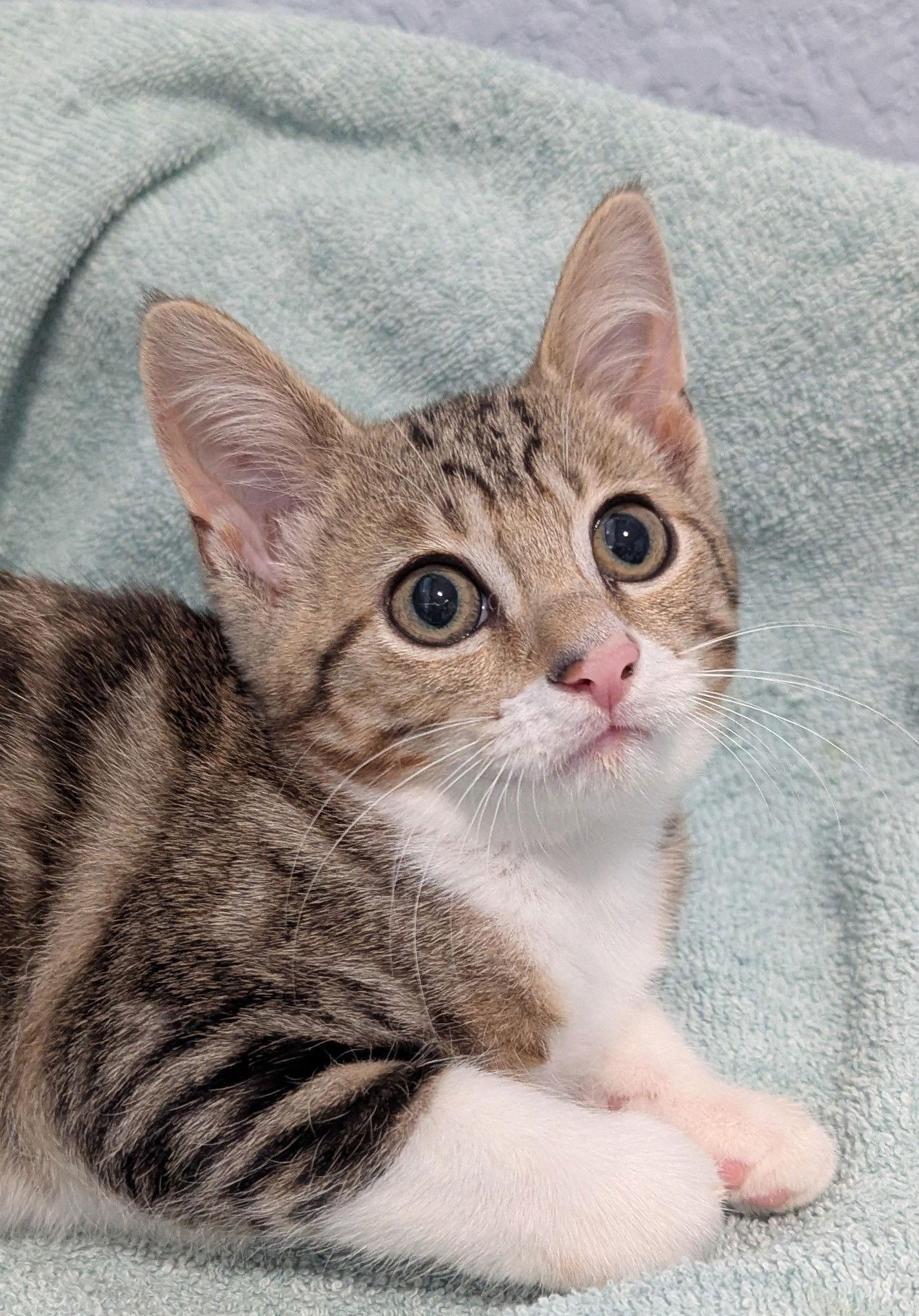 Bailey, Adoptable, Young Female Domestic Short Hair & Tabby.