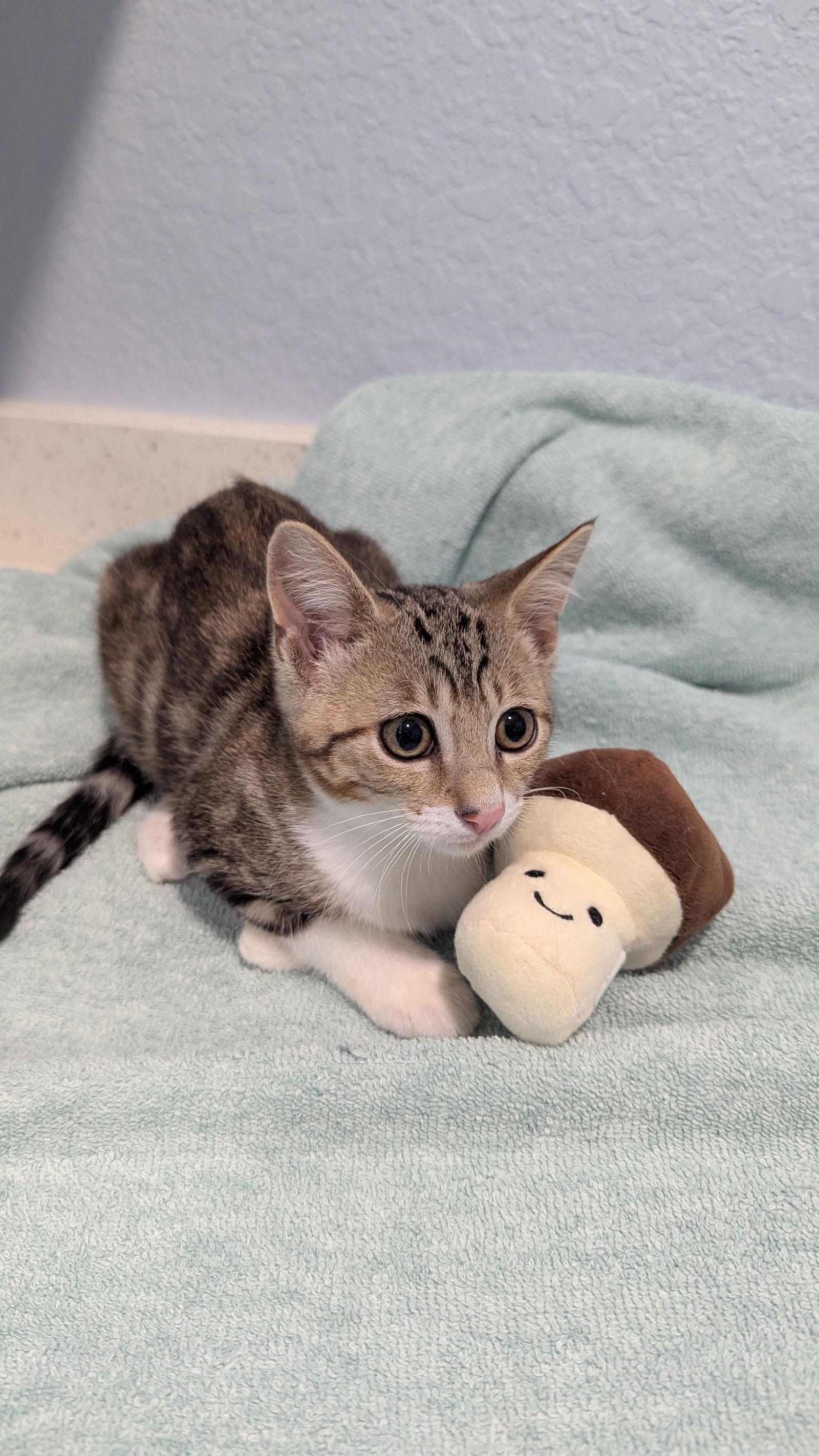 Bailey, Adoptable, Young Female Domestic Short Hair & Tabby.