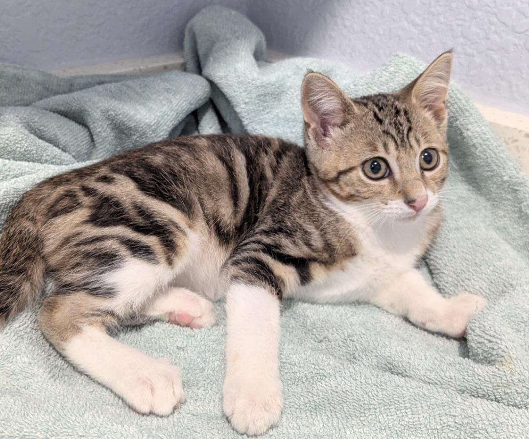 Bailey, a Adoptable mixed breed in Pensacola, FL image 3/3