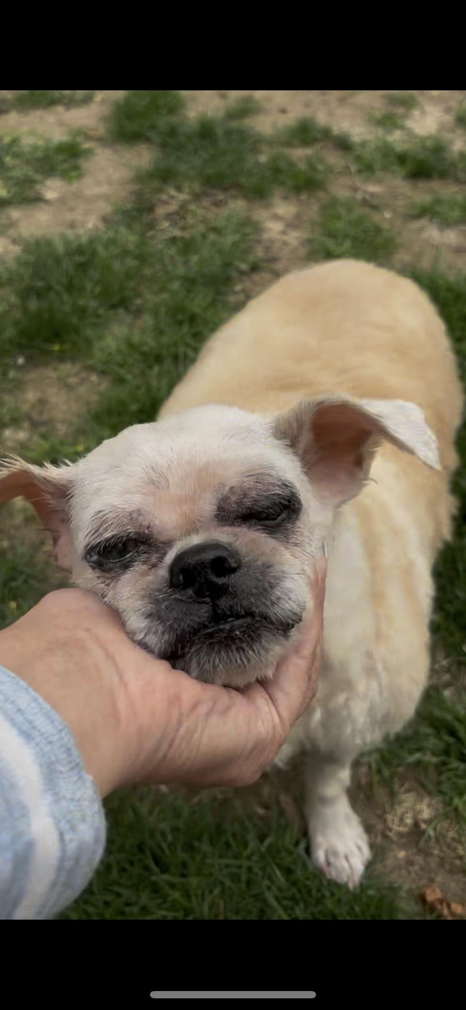 Monte, Adult Male Shih Tzu