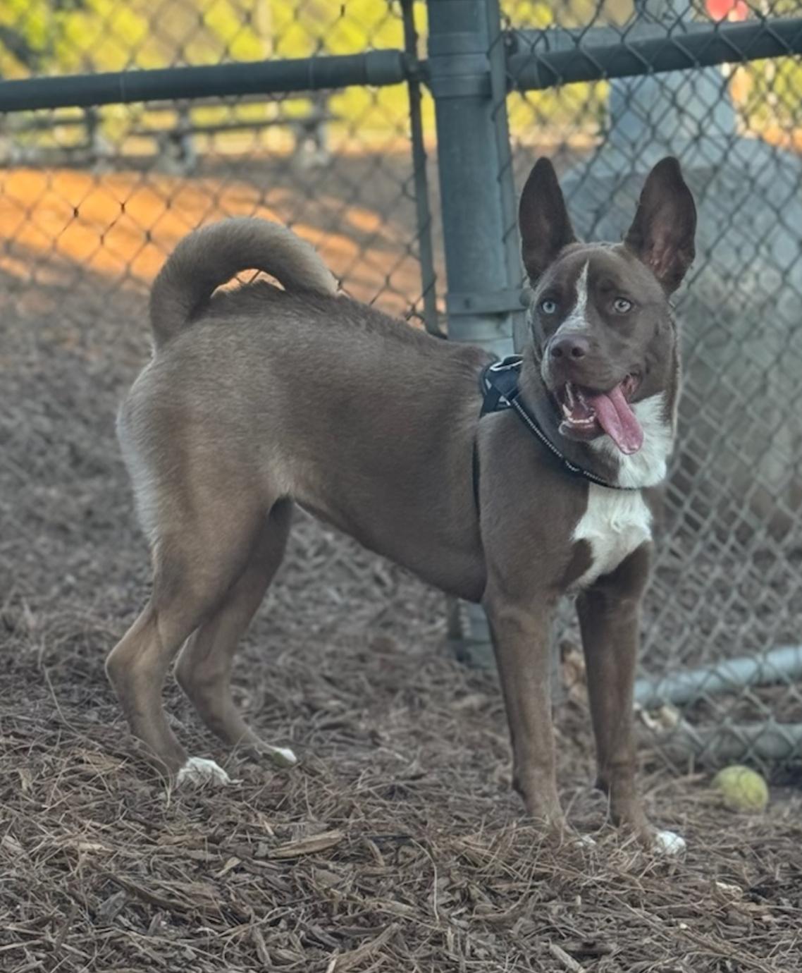 Enlarge Barry , an adopted mixed breed in Helendale, CA image 3/3
