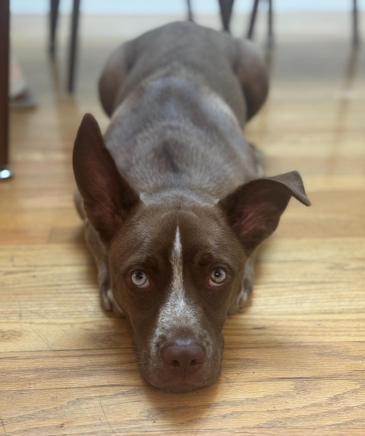 Enlarge Barry , an adopted mixed breed in Helendale, CA image 2/3