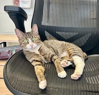 Enlarge Rosa, a ADOPTABLE Domestic Short Hair in Parsippany, NJ image 3/3