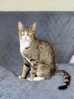 Rosa, ADOPTABLE, Adult Female Domestic Short Hair.