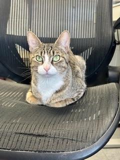 Enlarge Rosa, a ADOPTABLE Domestic Short Hair in Parsippany, NJ image 2/3