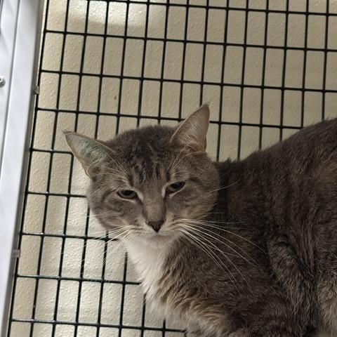 Enlarge Frankfurter aka Red Hots, a Adoptable Domestic Short Hair in Saranac Lake, NY image 1/1