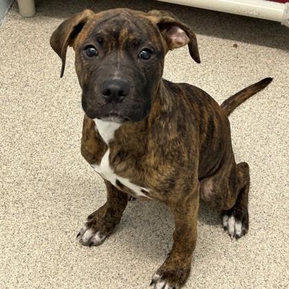 Budino, Adopted, Puppy Male American Staffordshire Terrier.
