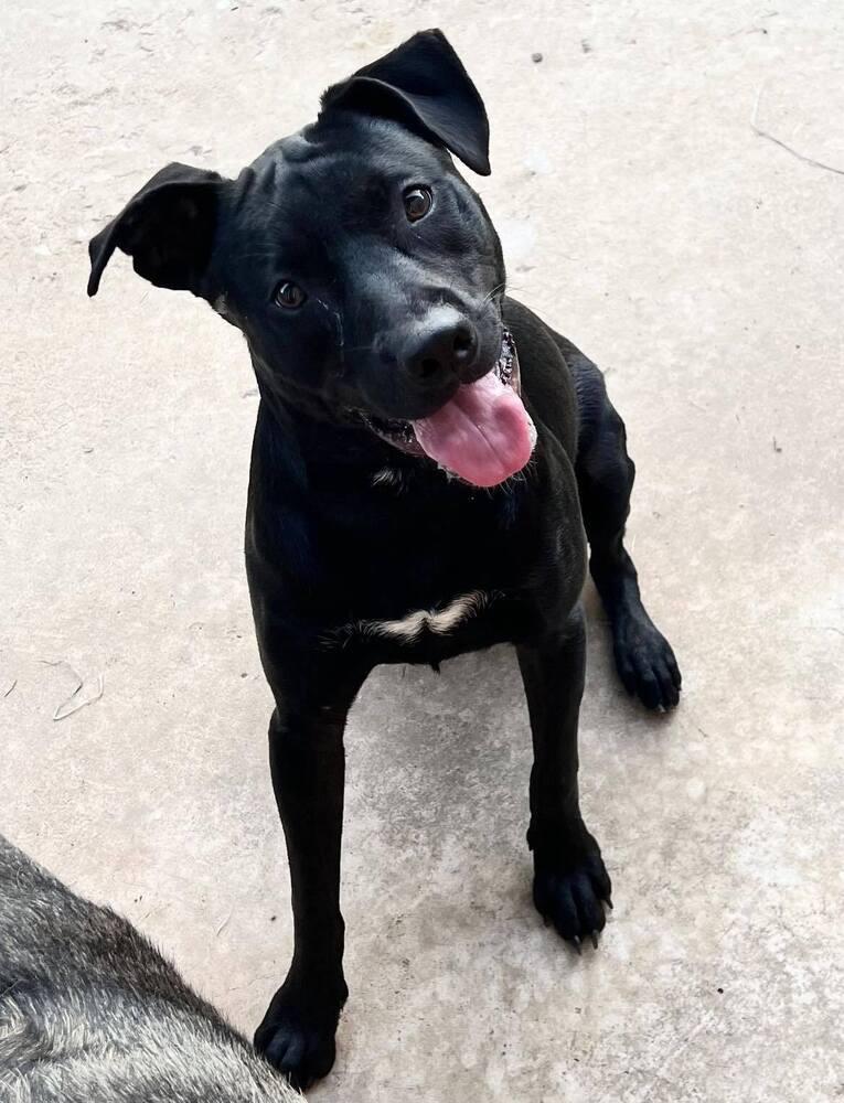 Enlarge Walter Black, a Adoptable mixed breed in TULSA, OK image 1/2