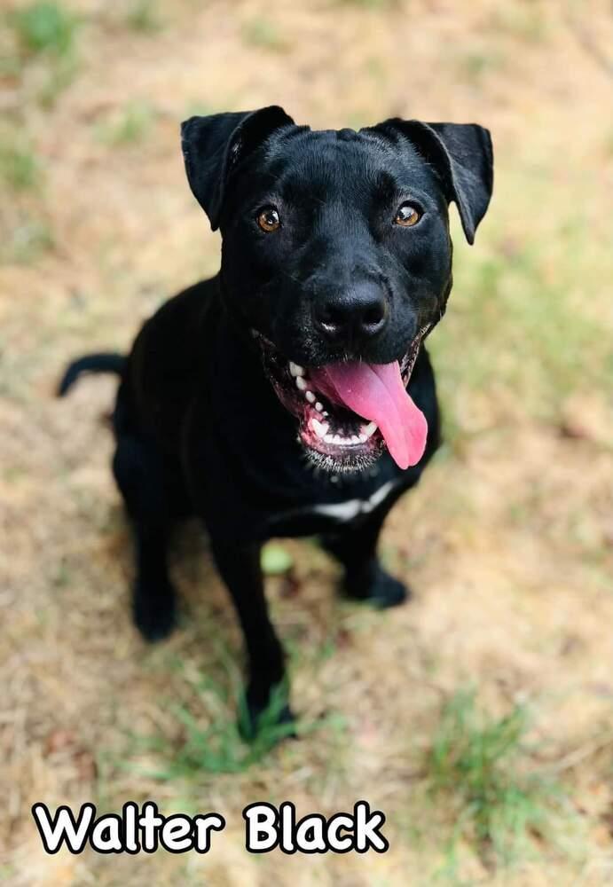 Enlarge Walter Black, a Adoptable mixed breed in TULSA, OK image 2/2