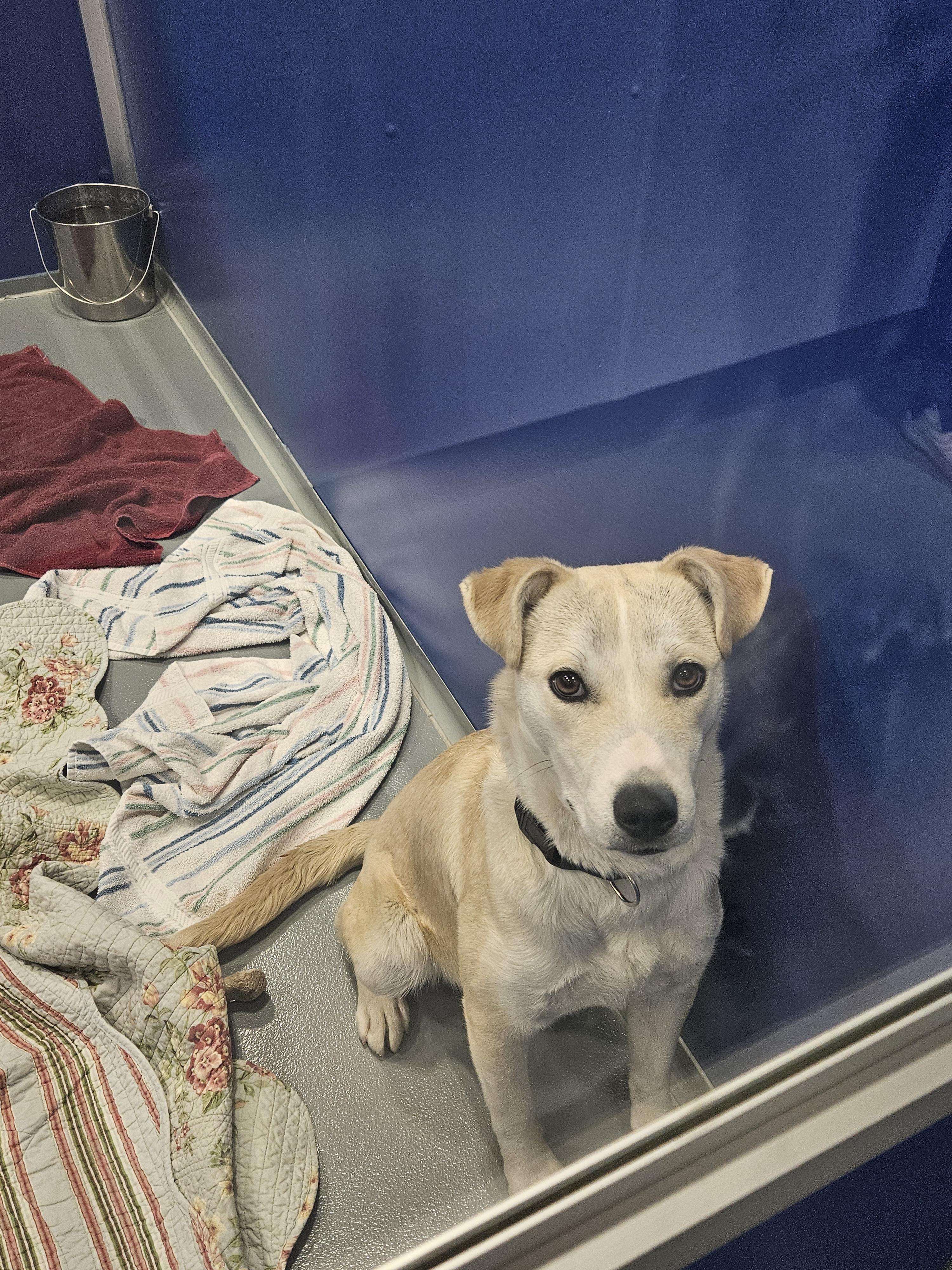 Enlarge Ares , a ADOPTABLE mixed breed in Kalamazoo, MI image 1/1