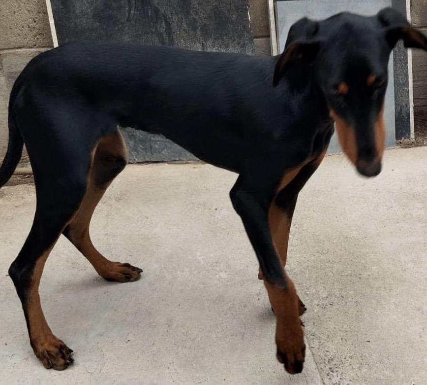 Bruno, a Adoptable Doberman Pinscher in San Diego, CA image 2/3
