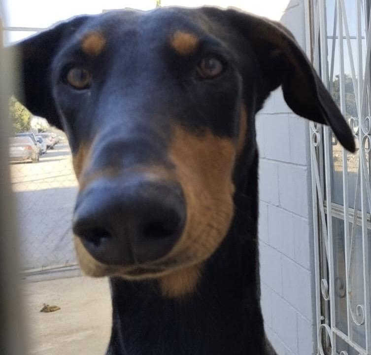 Bruno, a Adoptable Doberman Pinscher in San Diego, CA image 1/3