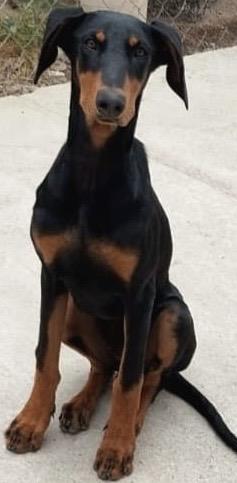 Bruno, a Adoptable Doberman Pinscher in San Diego, CA image 3/3